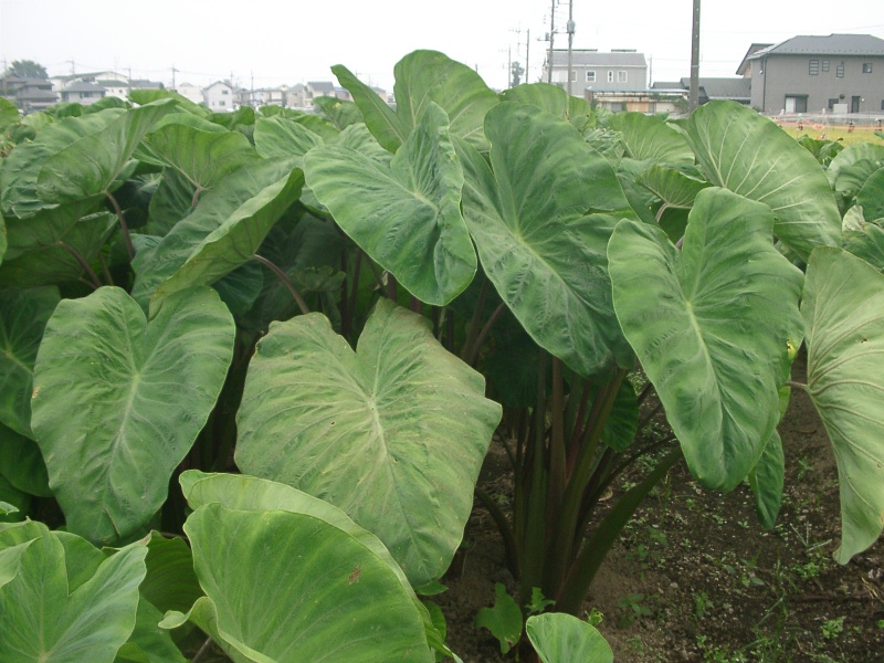 蓮葉は かくこそあるもの 意吉麻呂が 家なるものは 芋の葉にあ る らし とうざ日記